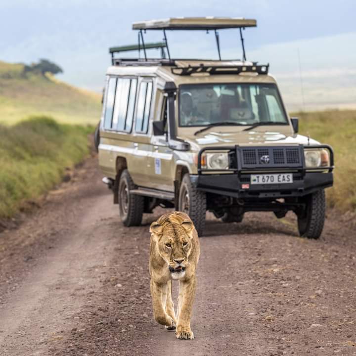 Safari 1