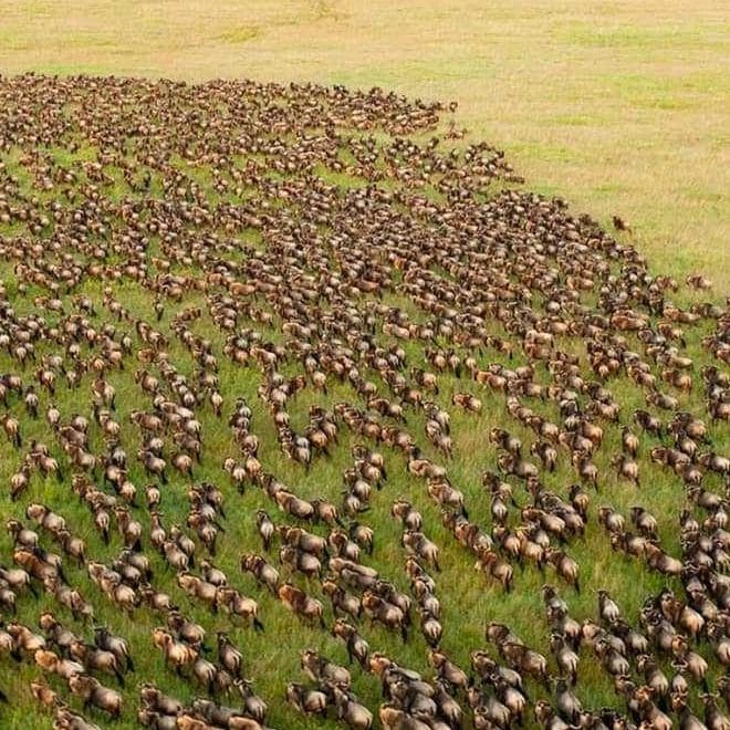 8 days Serengeti Great Wildebeest Migration Safari