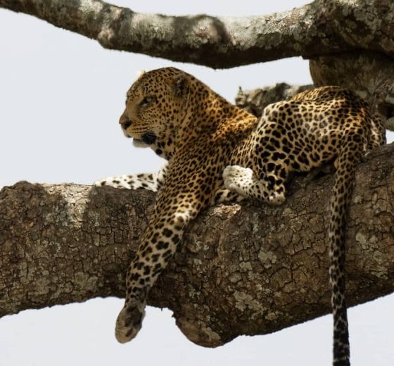 2 Days Tanzania Safari Luxury