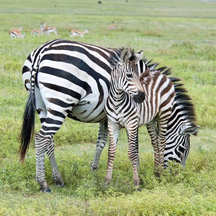 Safari 24