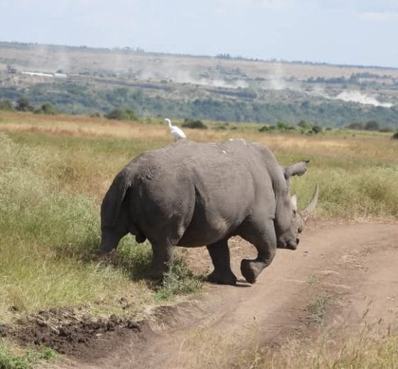 4 day Serengeti Safari