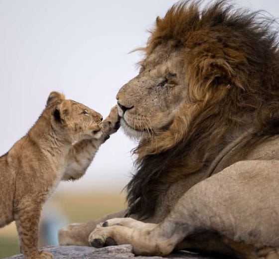 6 Days Ndutu Calving season Serengeti Migration Safari