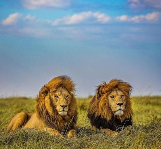 10 days wildlife tour