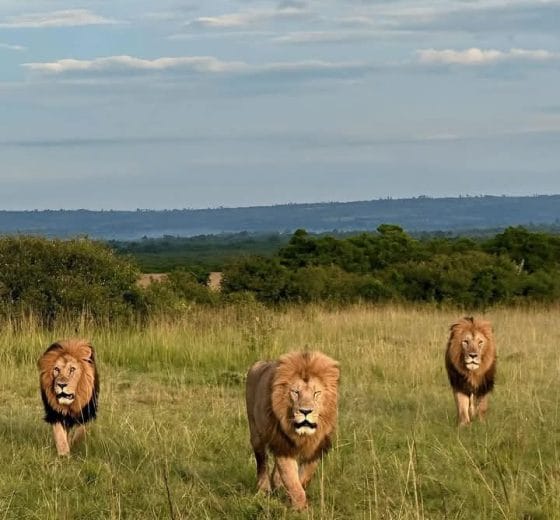4 Days Tanzania wildlife Safari