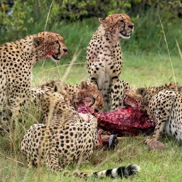 14 Days 13 Nights Tanzania Safari and Cultural Experience