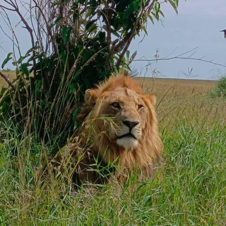 3 days 2 night Tanzania wildlife safari